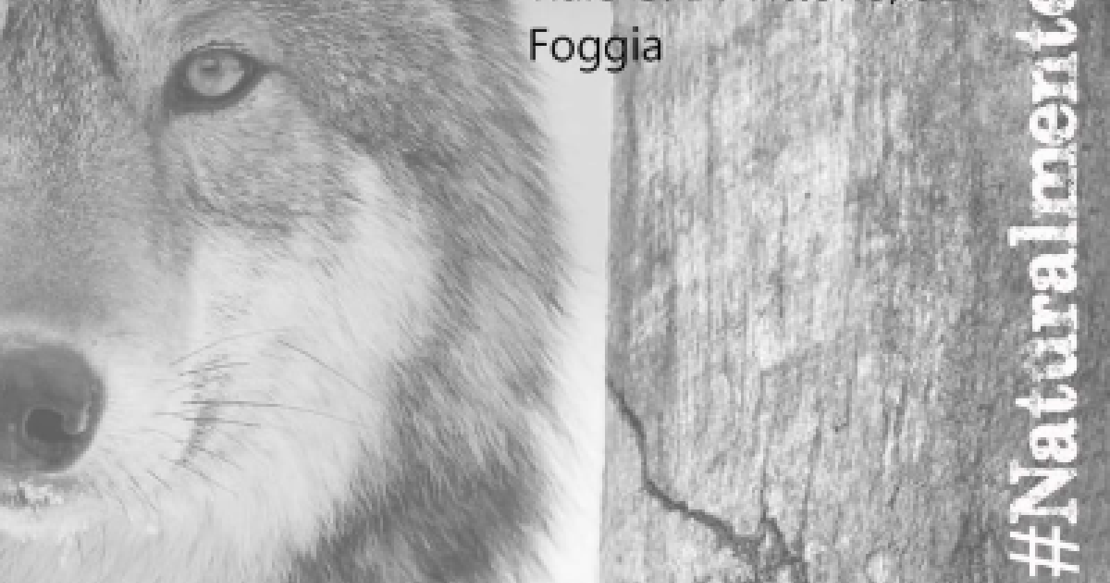 Appuntamento con i lupi al Museo di Storia naturale di Foggia