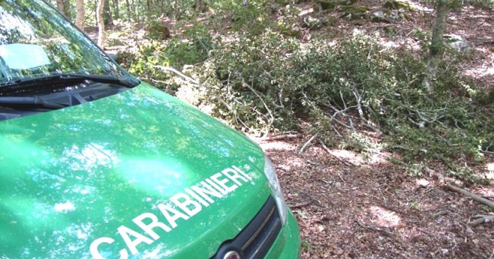 Francavilla, beccato dai carabinieri forestali il tagliatore di cerri del Pollino
