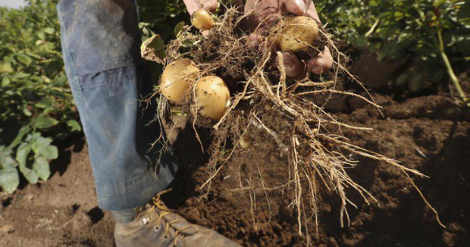 Fonti rinnovabili, presentate 44 domande per il bando “Misura 7 - Sottomisura 7.2”