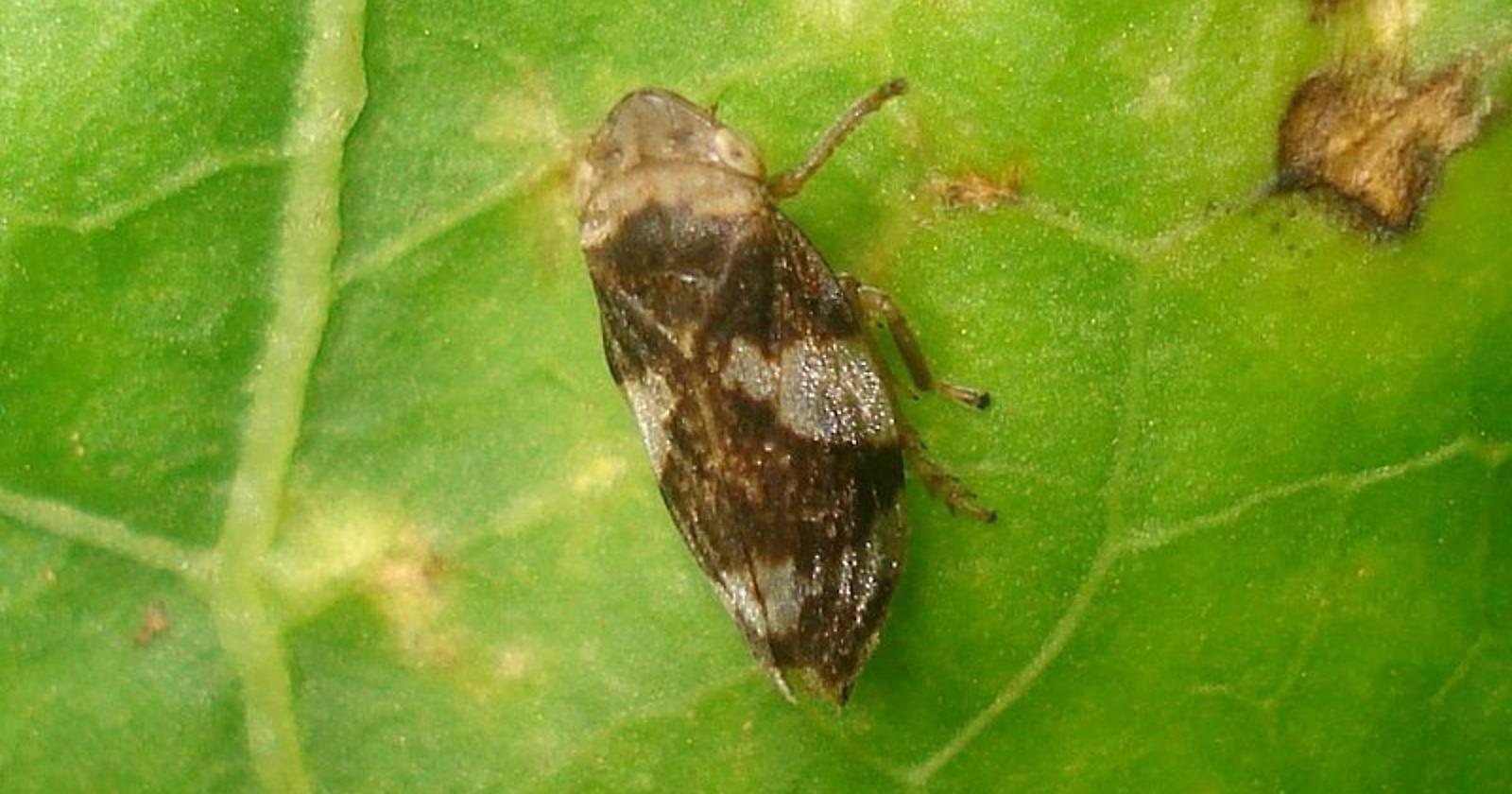 L'allarme di Coldiretti: La Xylella ha raggiunto Matera