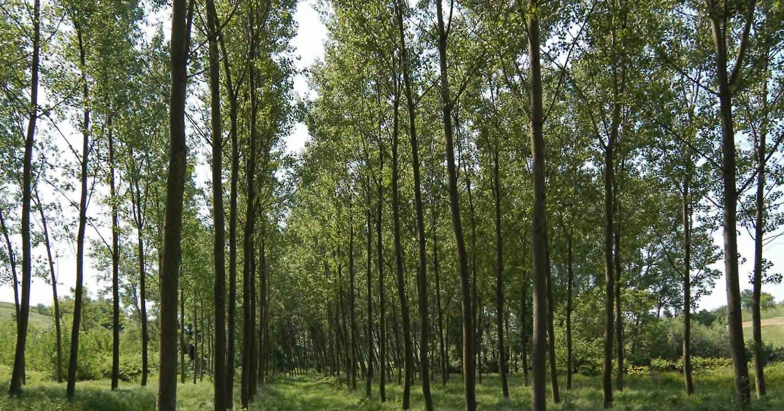 Forestazione, Confael Basilicata chiede un incontro con Bardi e Fanelli