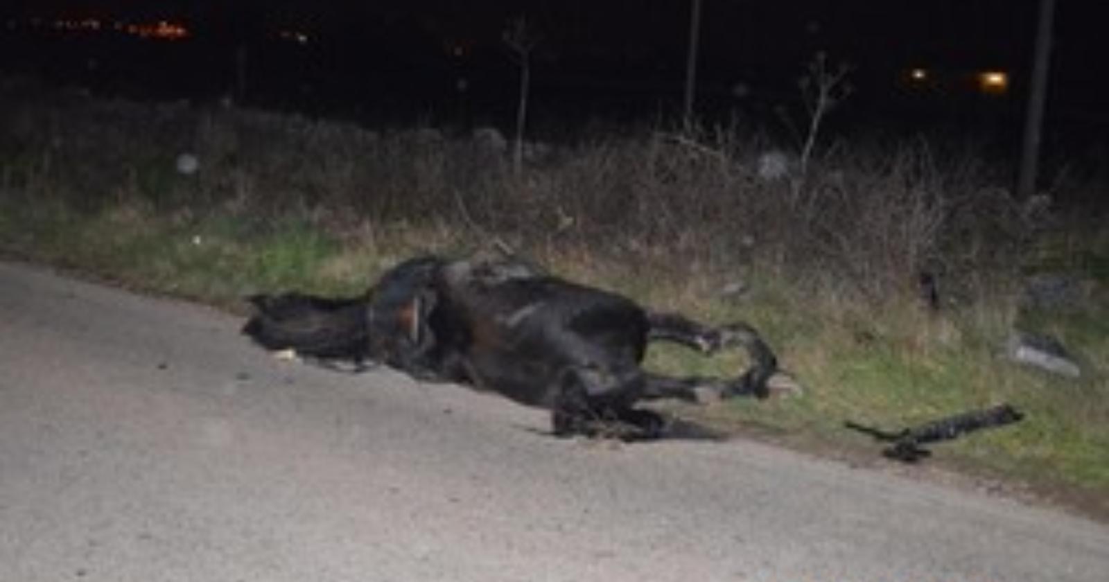 Cavallo piomba su auto: morto il pensionato di 82 anni