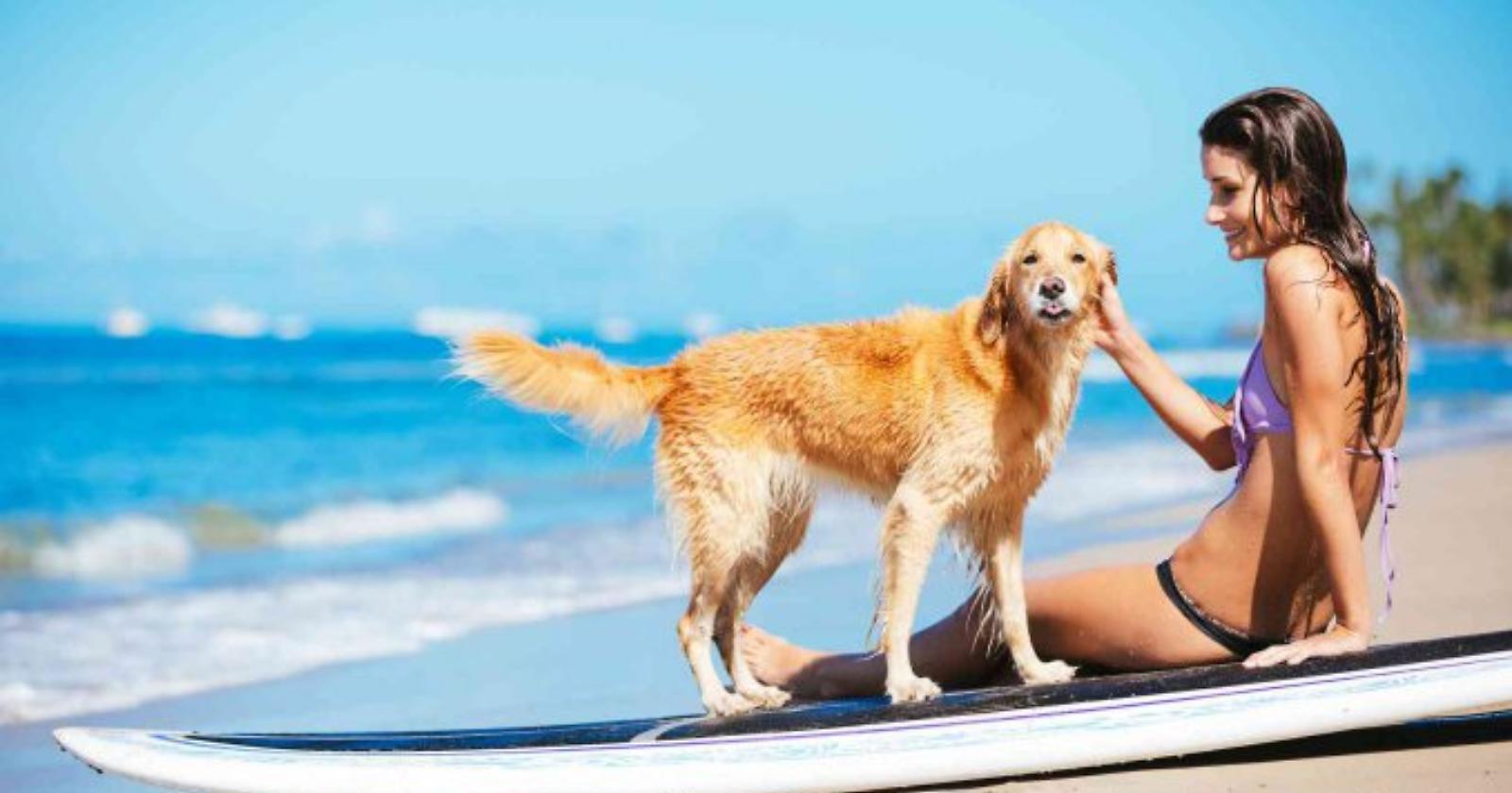Animali in spiaggia, la Regione Puglia fa ordinanze contro la propria legge: incredibile!