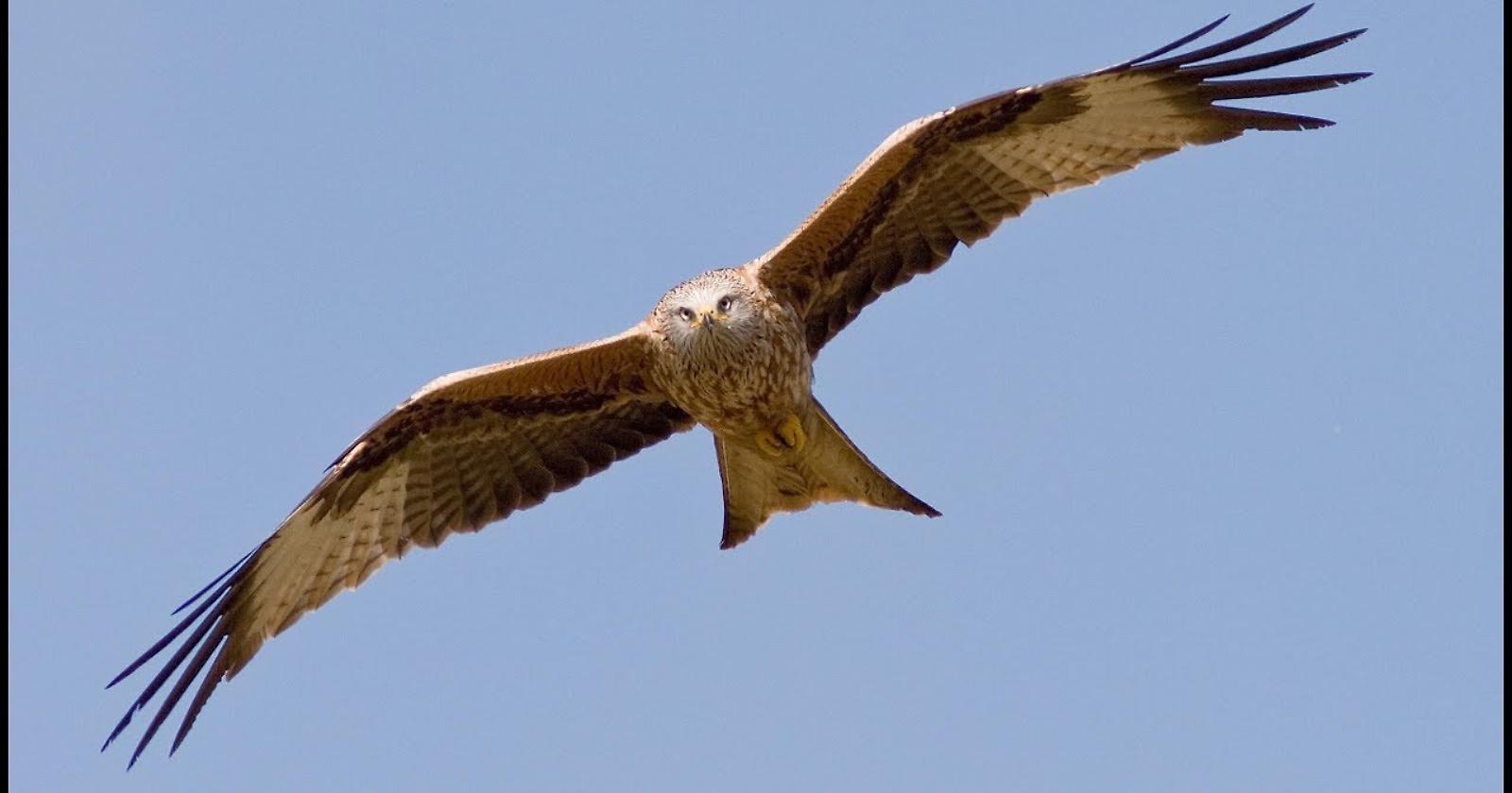 Lagopesole, domani torna in volo un nibbio reale