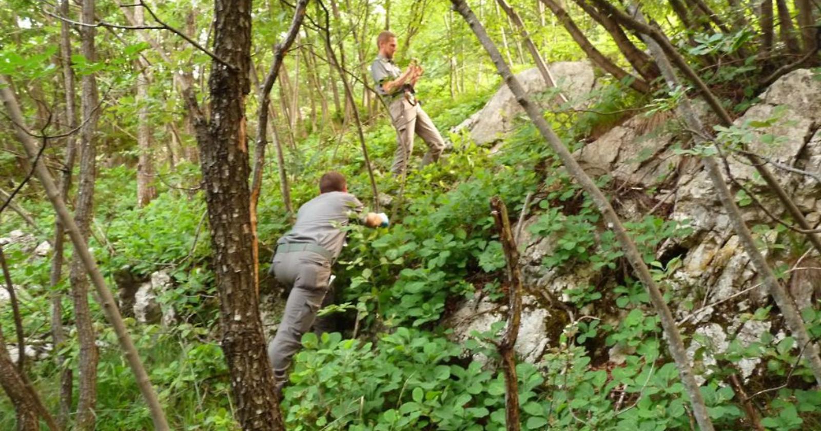 Forestazione, Bardi annuncia la piena operatività degli oltre 3 mila addetti lucani