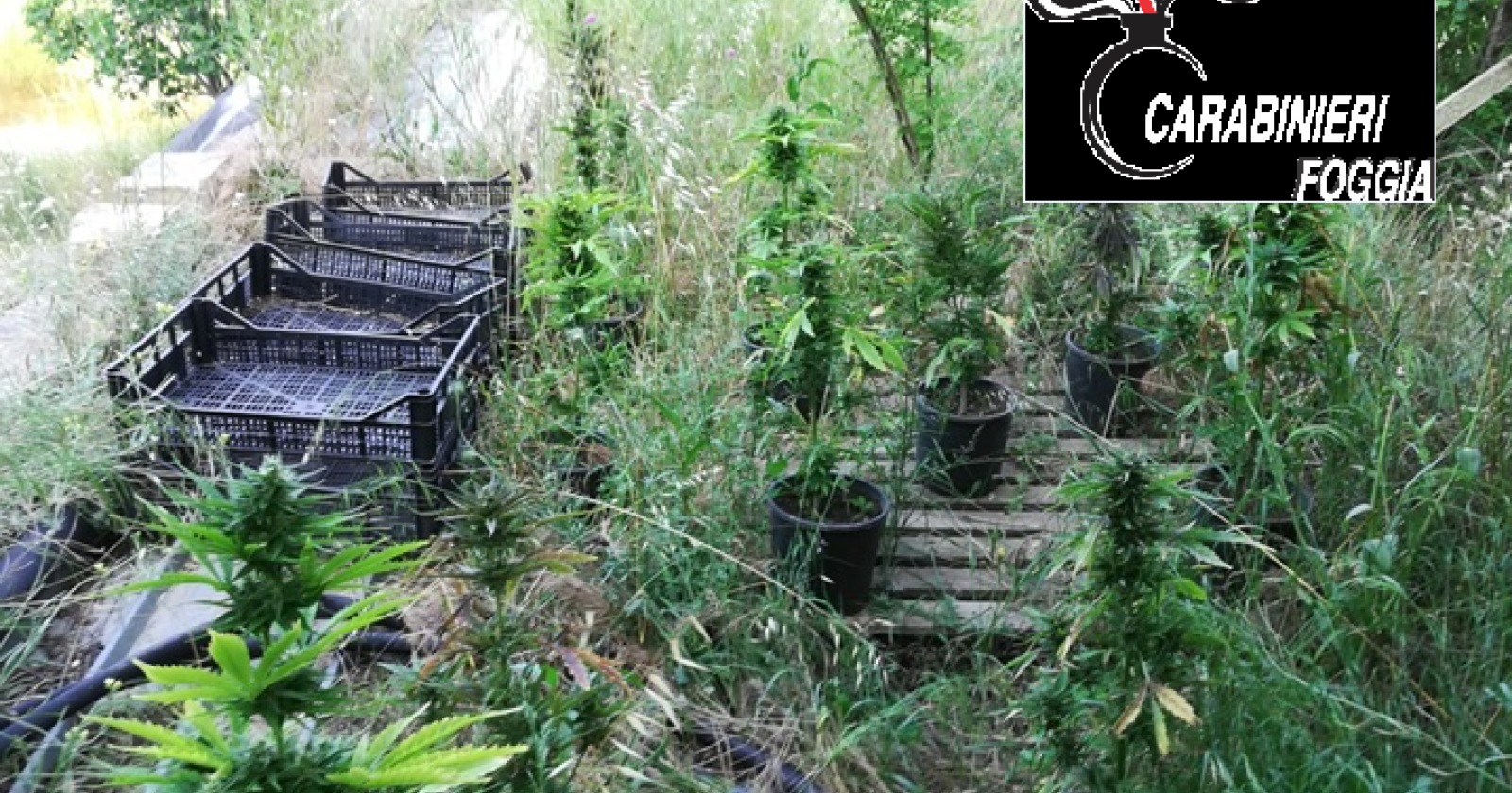 Trinitapoli, tra i carciofi spunta una piantagione di marijuana 