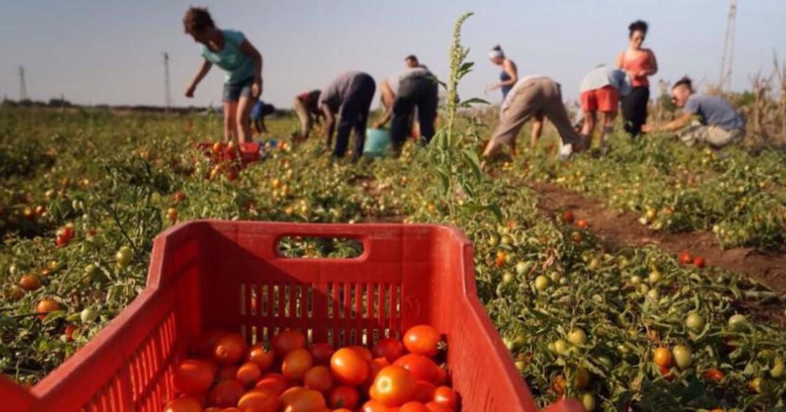 Caporalato, Lovecchio (M5S): «Nessuna giustificazione per gli imprenditori agricoli foggiani arrestati»
