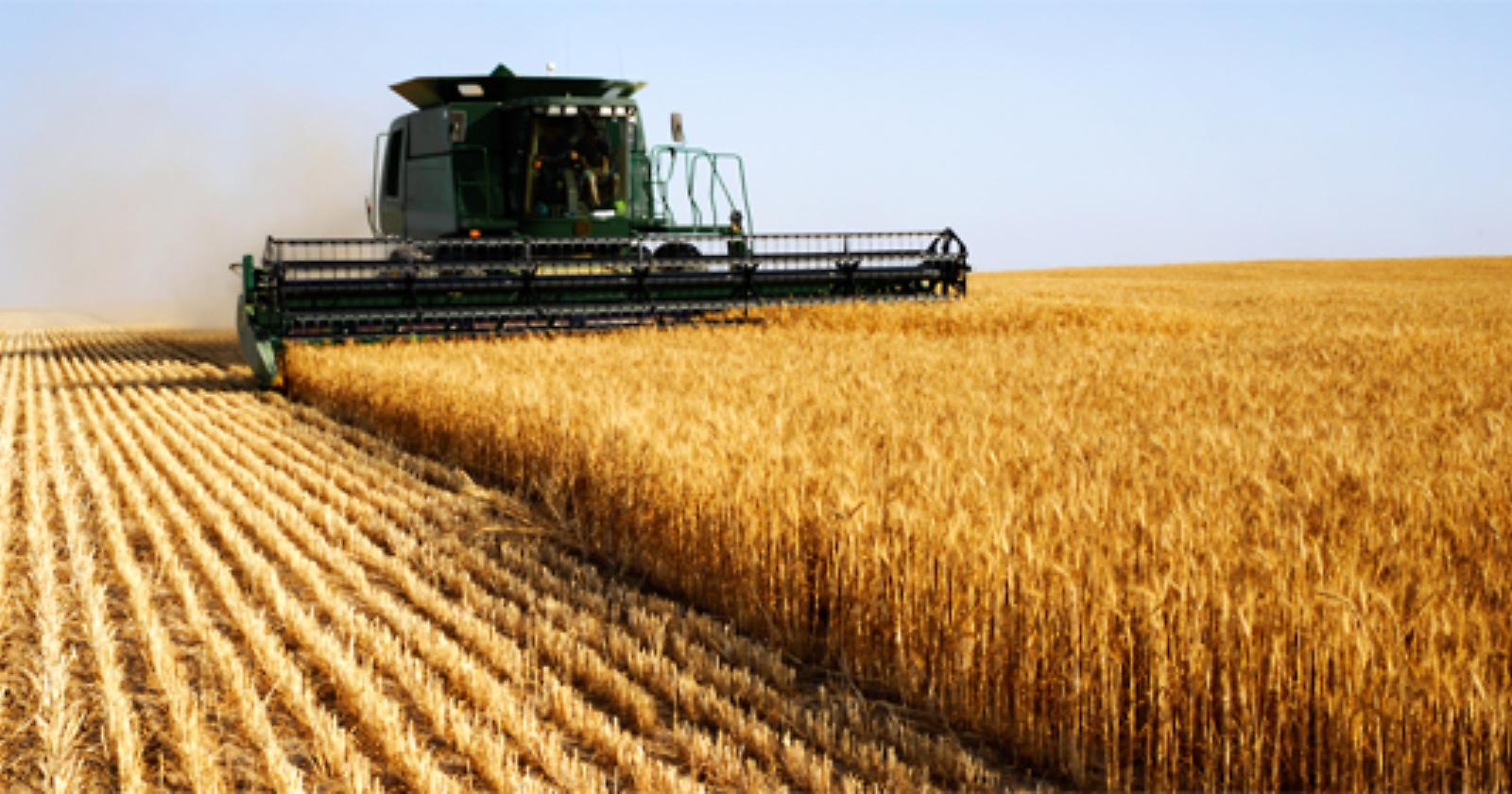 Produzione cerealicola lucana, Fanelli: "Arriva sostegno dal Governo nazionale"
