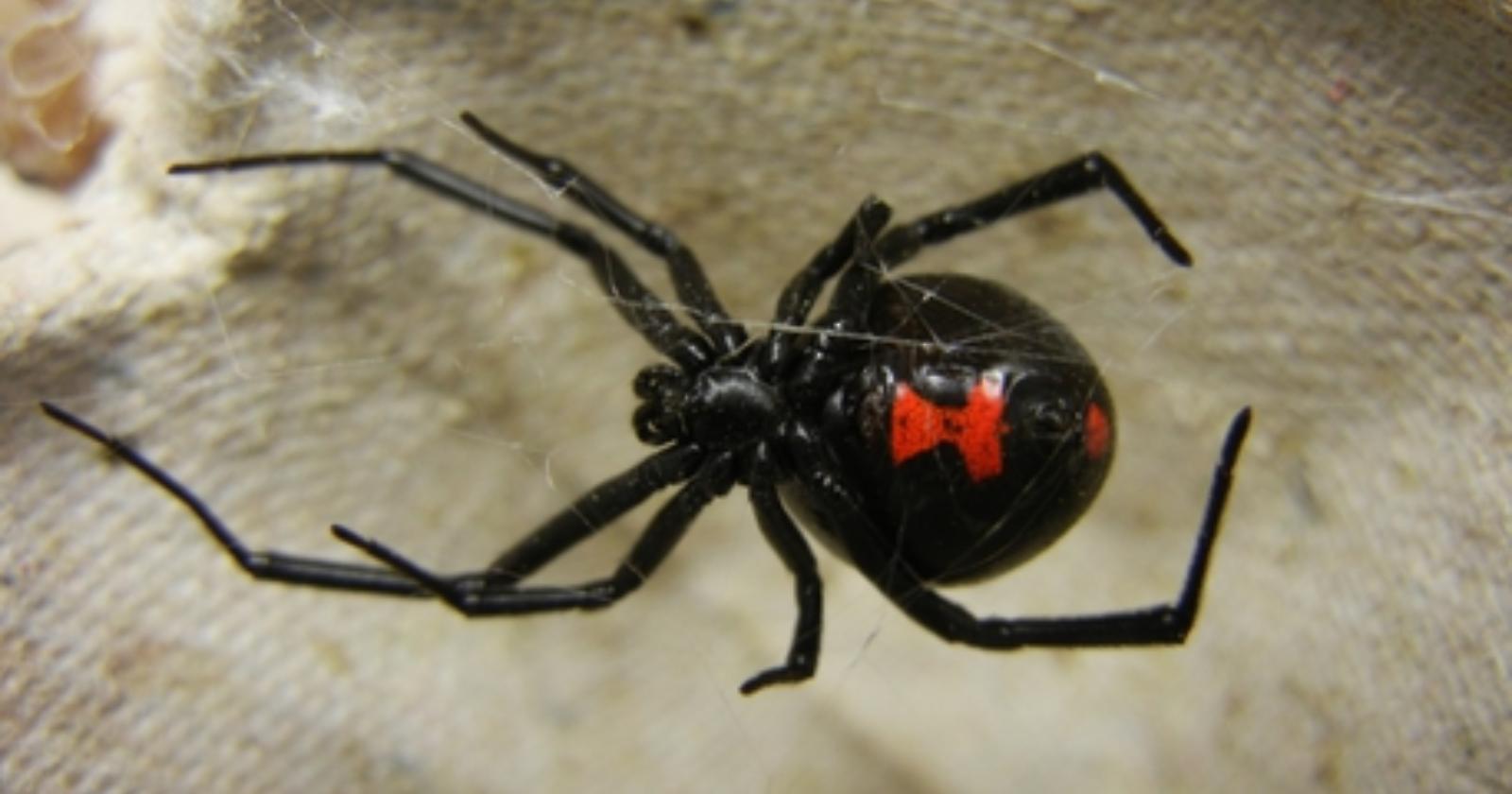 Punto da una "vedova nera" a Margherita di Savoia, lo salvano con un siero giunto da Pavia in 40 minuti