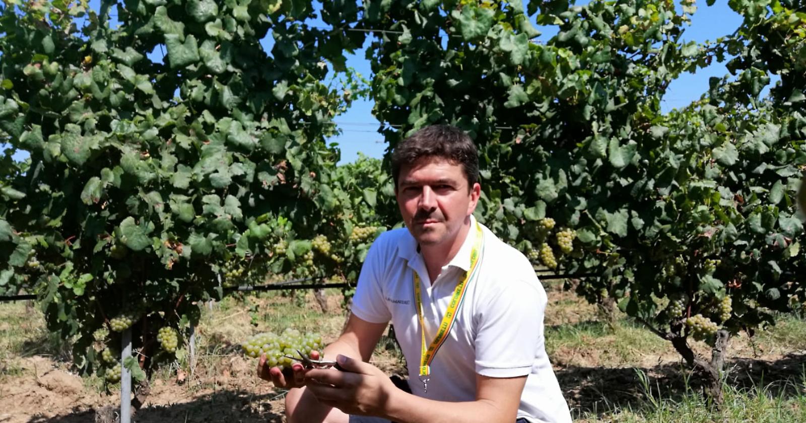 Parte la vendemmia: produzione in calo del 15% in Puglia ma regge Foggia