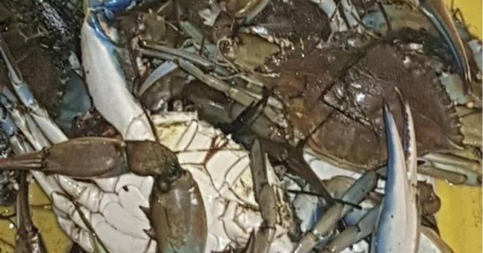 Sorpresi a pescare granchi e specie marine protette, multati cinesi a Policoro