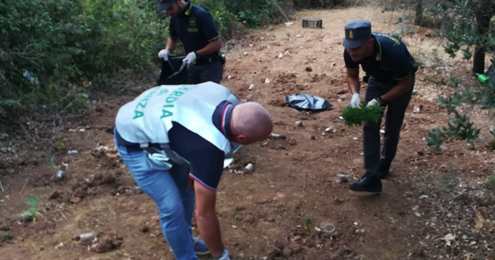 San Nicandro Gargano, la GdF sequestra una piantagione di canapa indiana: due arresti
