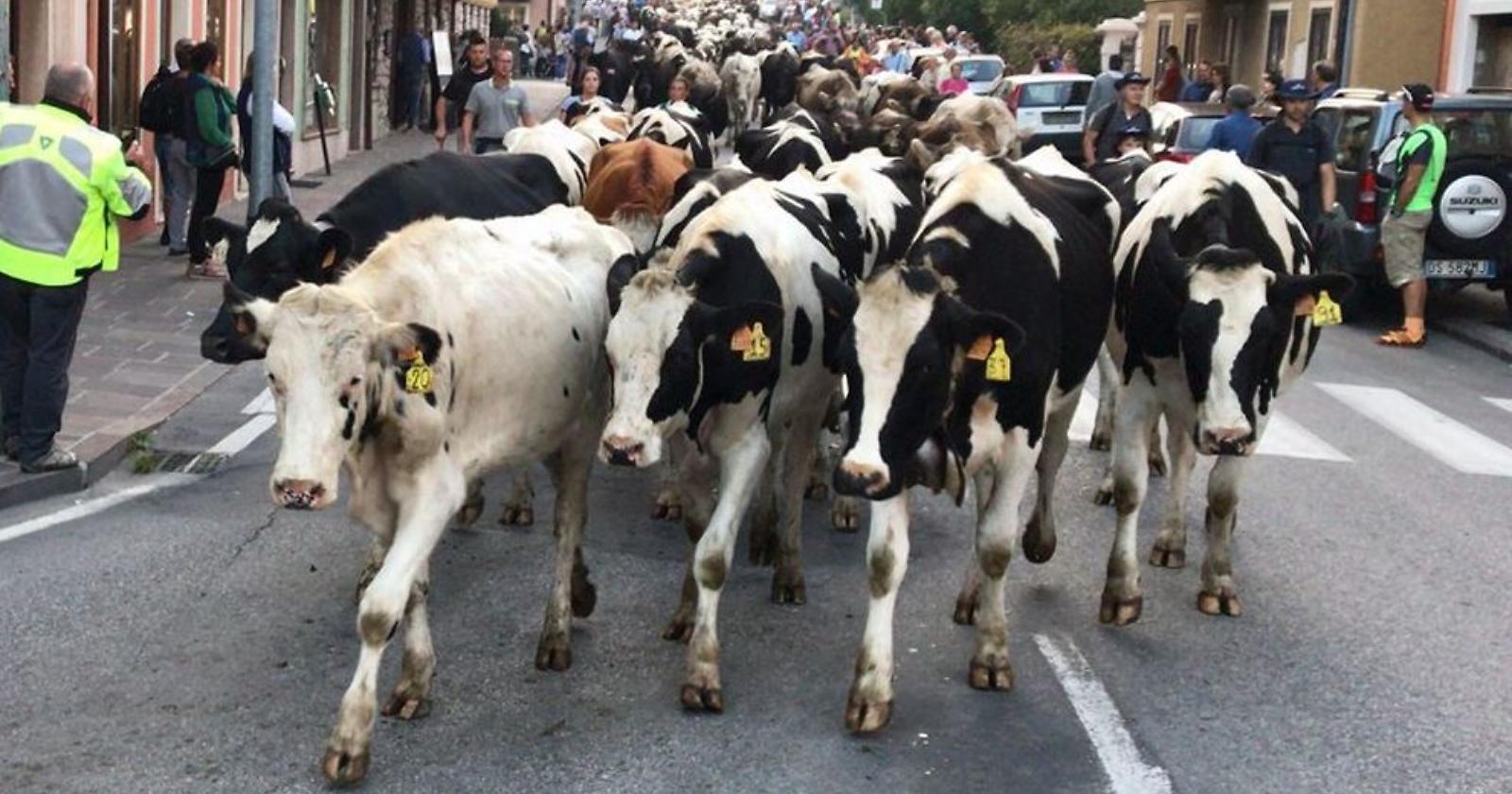 Festa degli aquiloni e della transumanza, emanata un'ordinanza a Matera