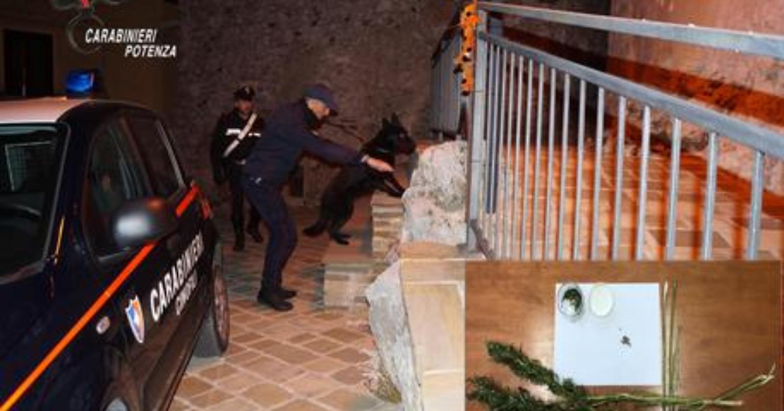 Coltiva marijuana in casa: arrestato 48enne a Francavilla in Sinni