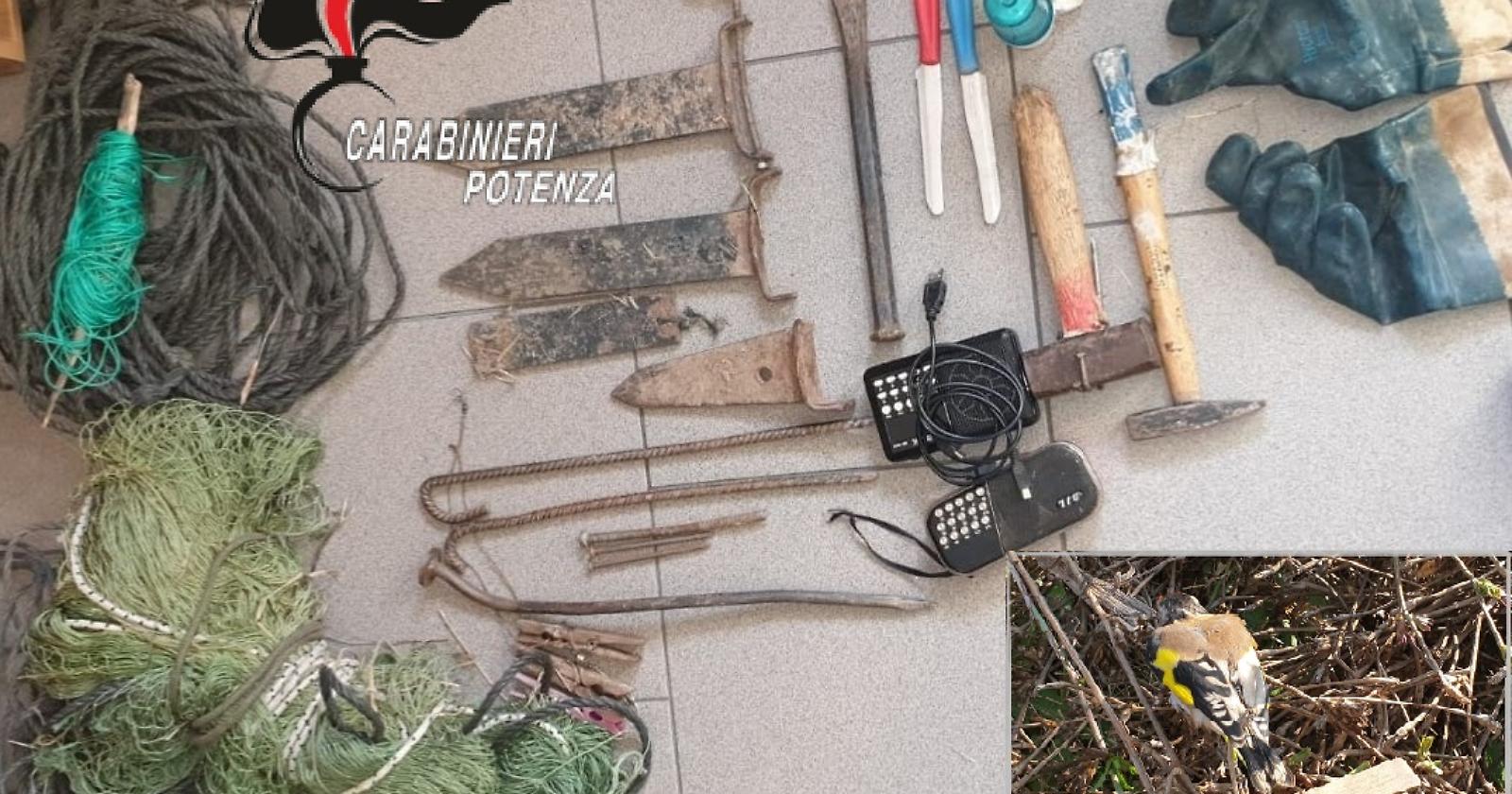 Sorpreso a Villa d’Agri mentre catturava cardellini: denunciato per "bracconaggio"