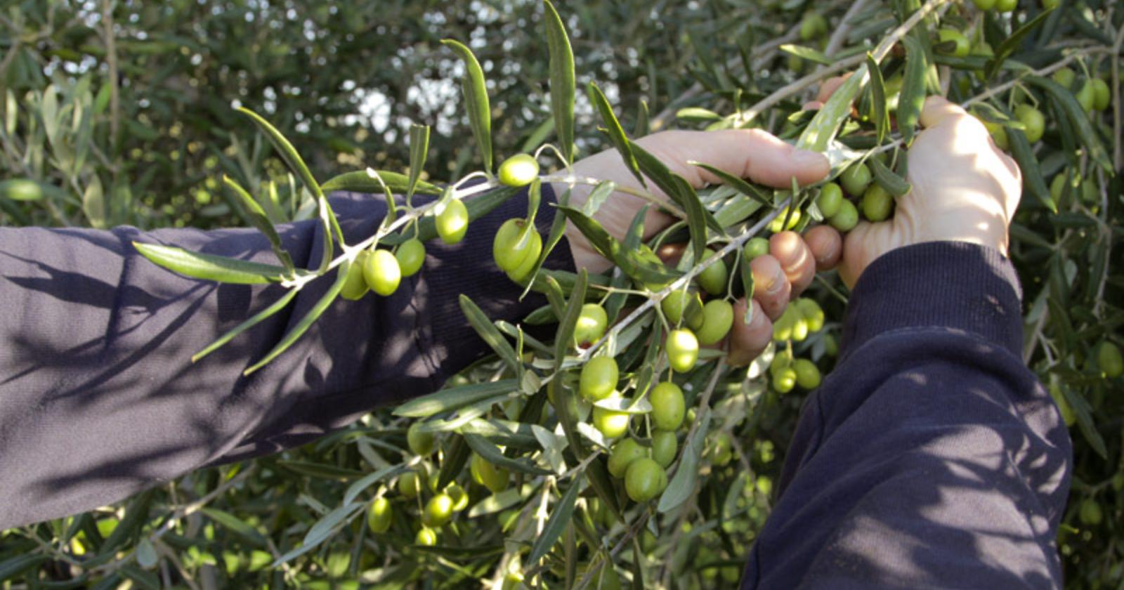 Lucera, pregiudicato con la passione per le olive evade dai domiciliari: arrestato