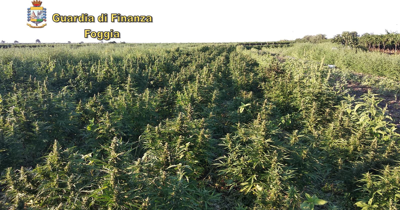 La GdF di Trinitapoli blocca un campo di "maria": da "grande" avrebbe fruttato ai delinquenti 5 milioni di euro