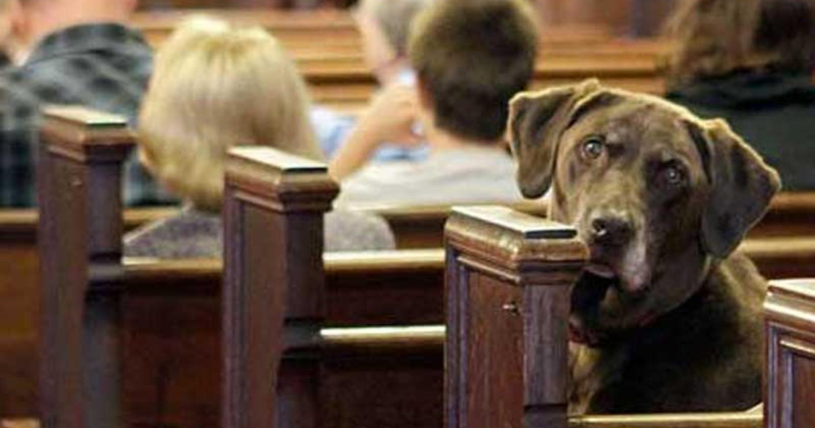A Vieste i cani vanno a messa la domenica per essere adottati entro Natale
