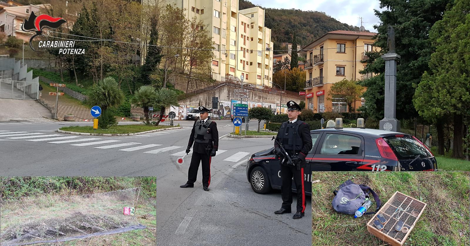 Sorpresi a catturare cardellini a Lauria, denunciati per “bracconaggio” 