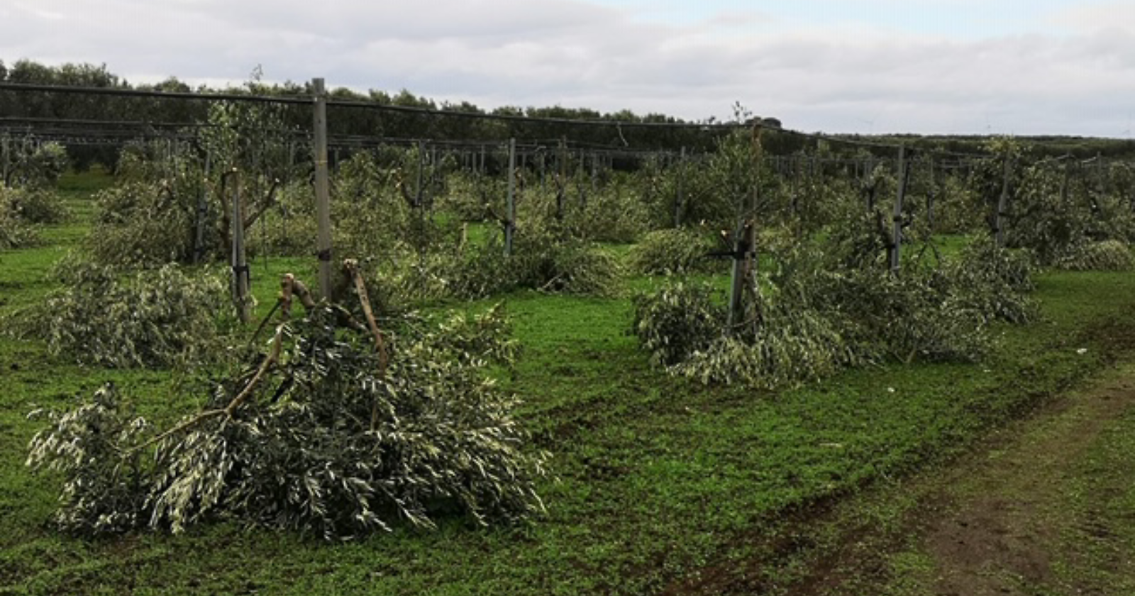 400 ulivi decapitati a Stornarella, Coldiretti: «Campagne in balia di poteri criminali»
