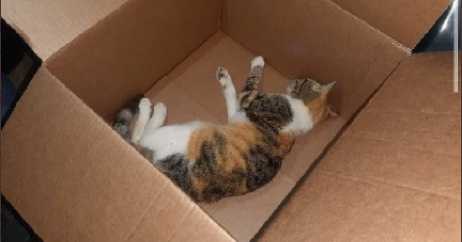 Enpa nazionale parte civile contro il barbaro commerciante di Lucera ha ucciso un gattino