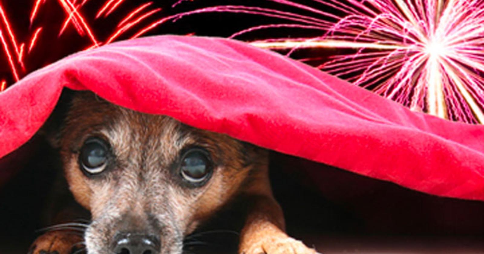 Il sindaco di Foggia vieta i botti selvaggi di Capodanno per salvaguardare persone e "animali d'affezione"