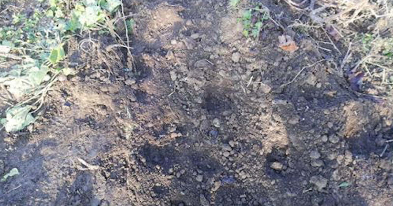 Miglio chiede aiuto a Sant'Antonio per trovare la pantera che si aggira a San Severo