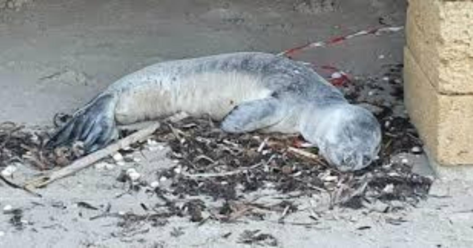 Il cucciolo di Foca monaca morto nel brindisino in esame all'Istituto Zooprofilattico di Foggia 
