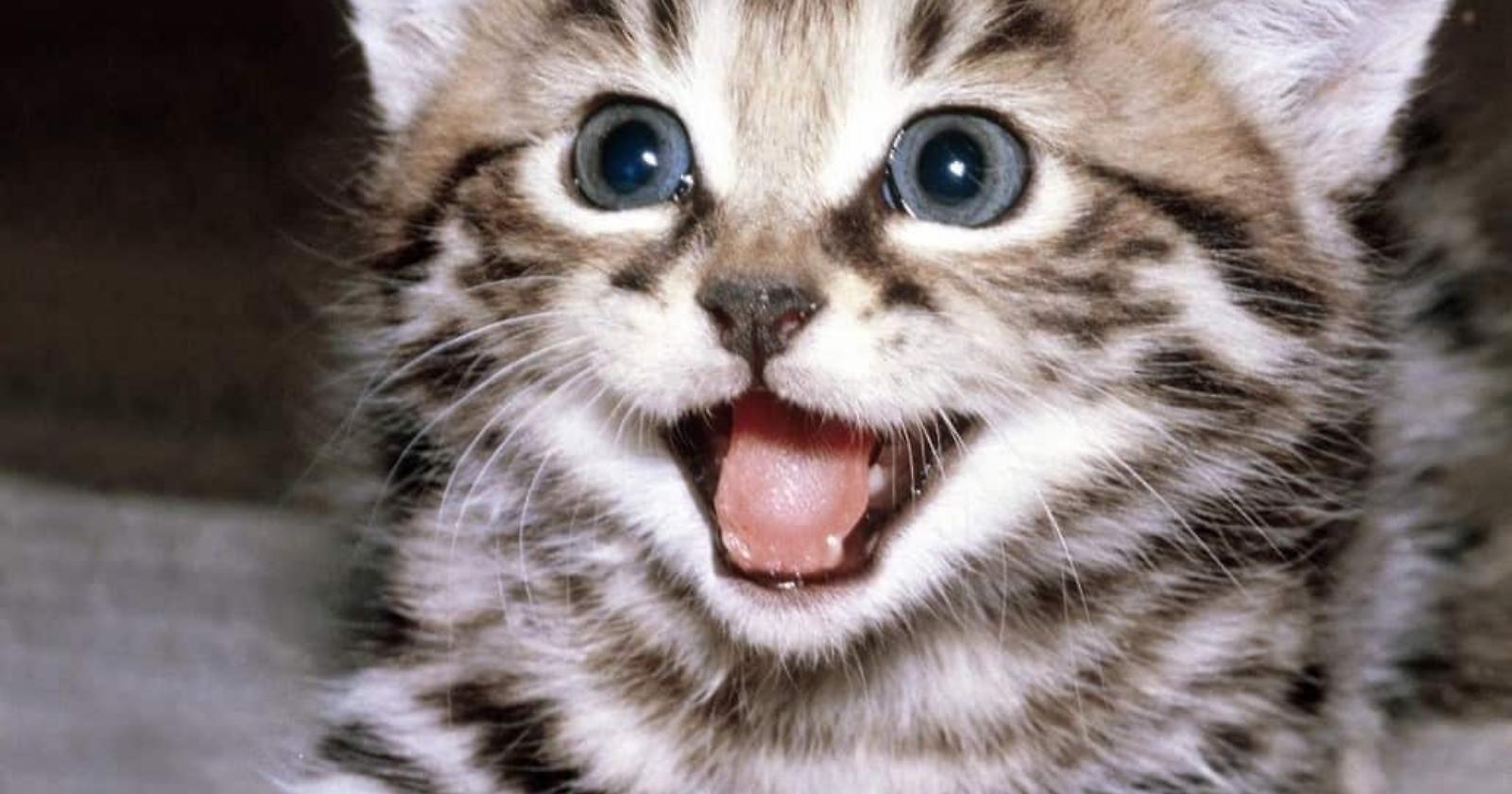 E' la festa del gatto, da Enpa una guida per adottarlo e prendersene cura