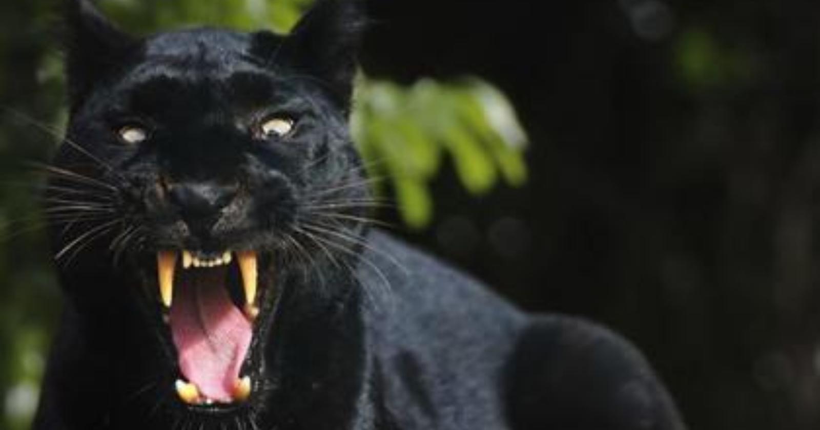 Caso pantera: negativi i test su dna prelevati da carcassa di capra sgozzata