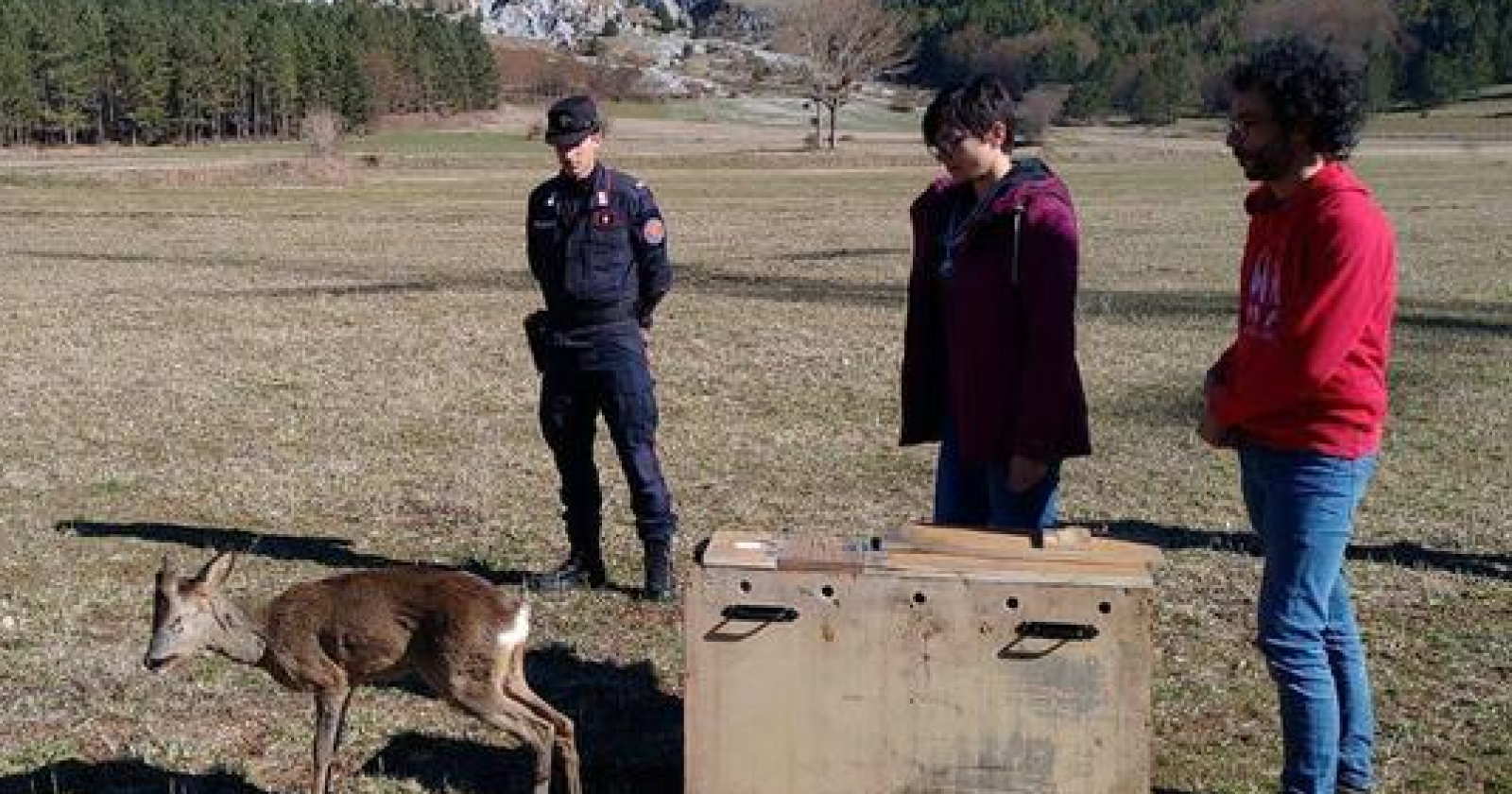 Curato al Cras di Policoro il capriolo investito: ora è toranto in libertà sul Pollino