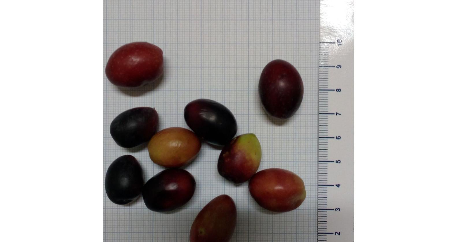 Migliaia le aziende lucane che si dedicano alla coltura delle olive: i dati sulla diffusione delle otto varietà