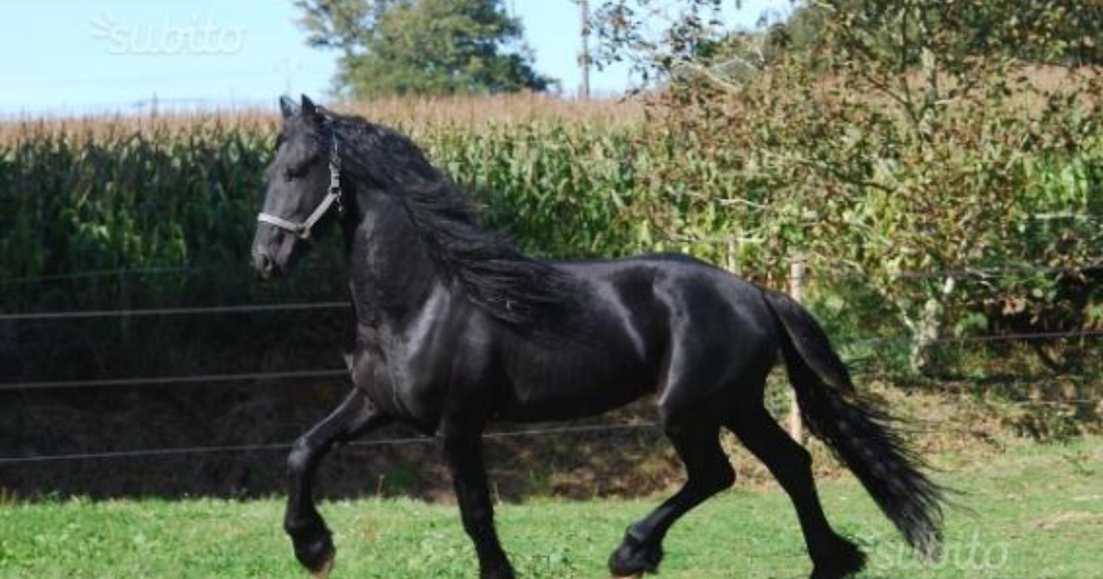 Allevamento di cani e cavalli, sport e camper: nuova ordinanza di Emiliano