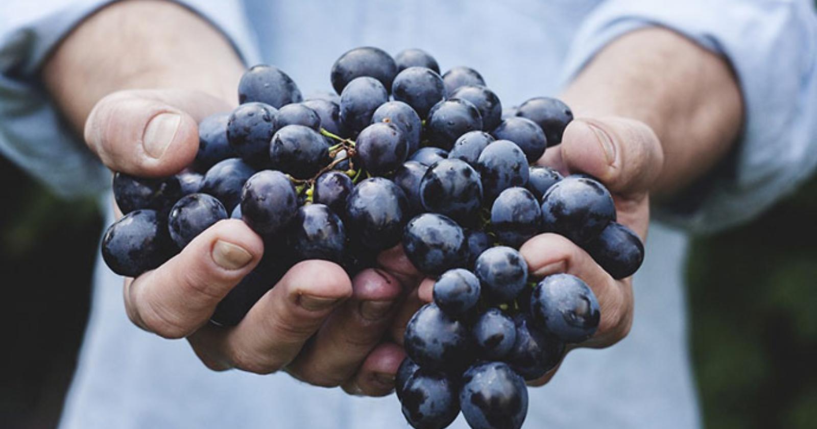 Vino, Puglia e Basilicata vincono la battaglia sul Primitivo: quello siciliano non avrà l'etichetta