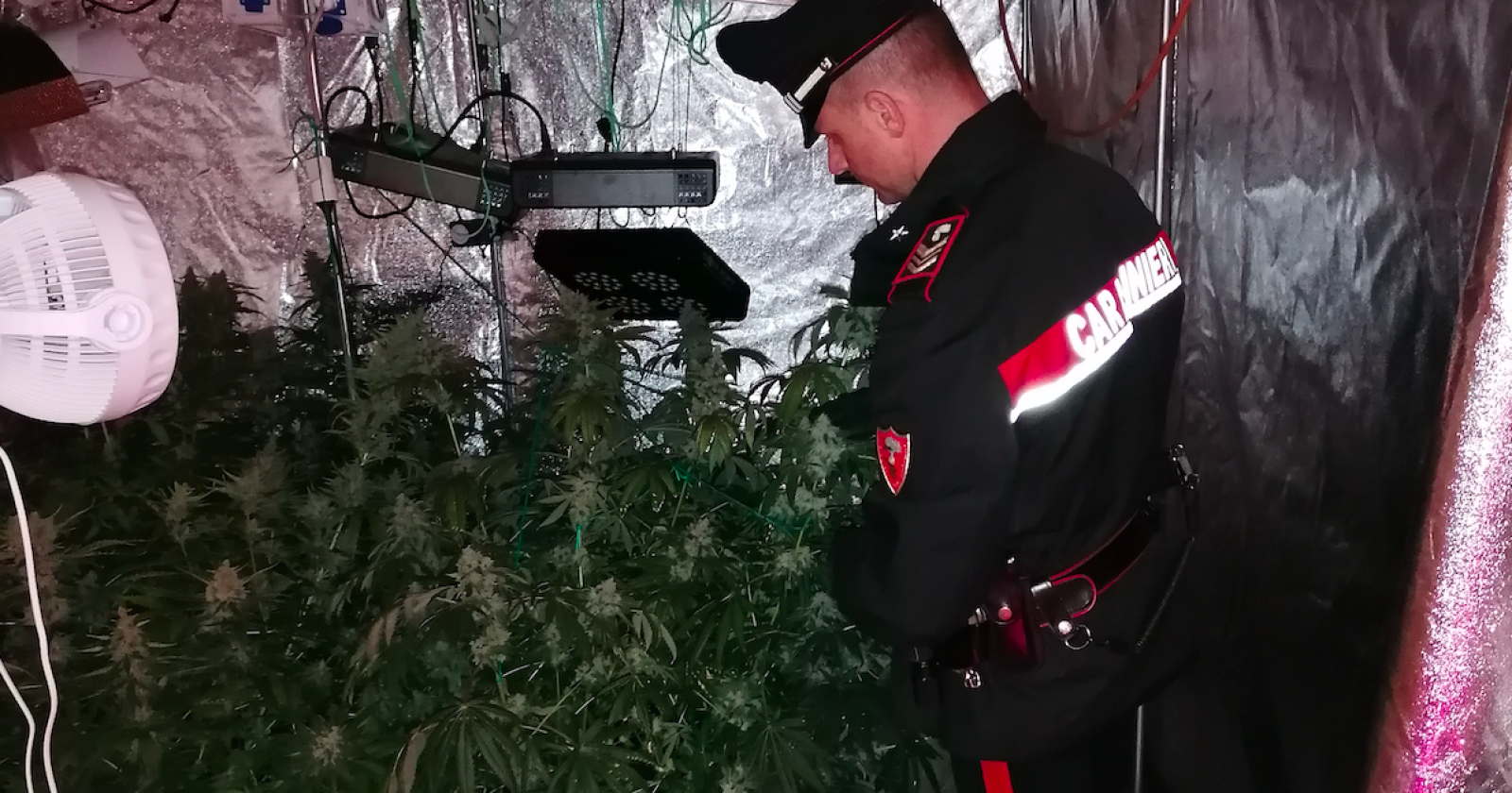 Rapolla, affittano una casa e ne fanno una serra per la droga: arrestati