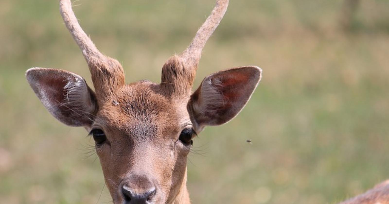  Pollino: cucciolo di capriolo investito da un trattore salvato e curato 