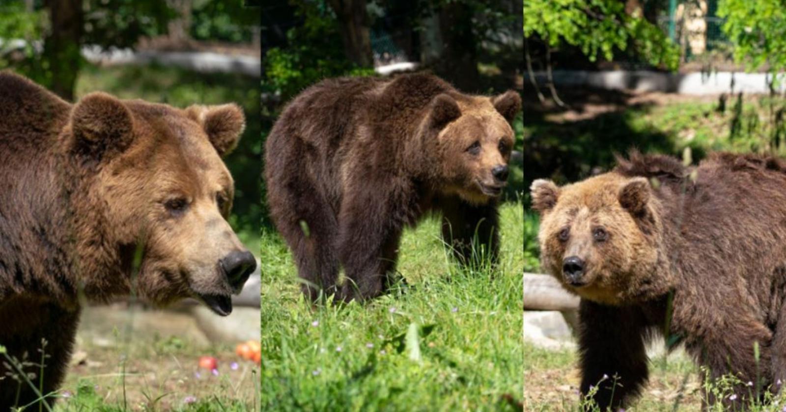 Trovano casa nel Parco Nazionale d'Abruzzo tre orsi maltratti in un circo della Lituania