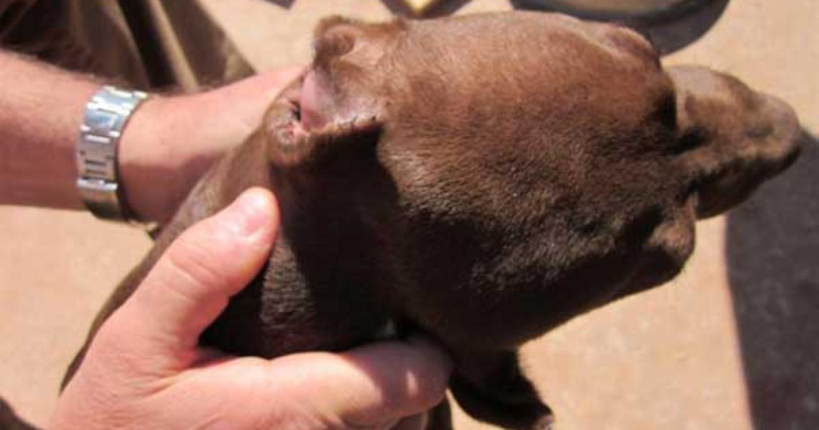 Medico generico di Firenze si divertiva a tagliare orecchie ai Pittbull su certificazioni falsificate di un veterinario di Foggia