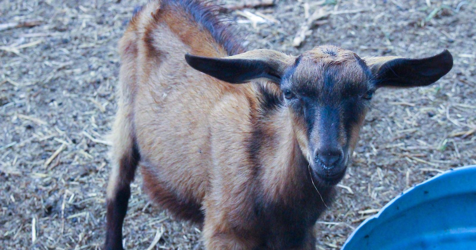 Foggia sempre più dalla parte degli animali