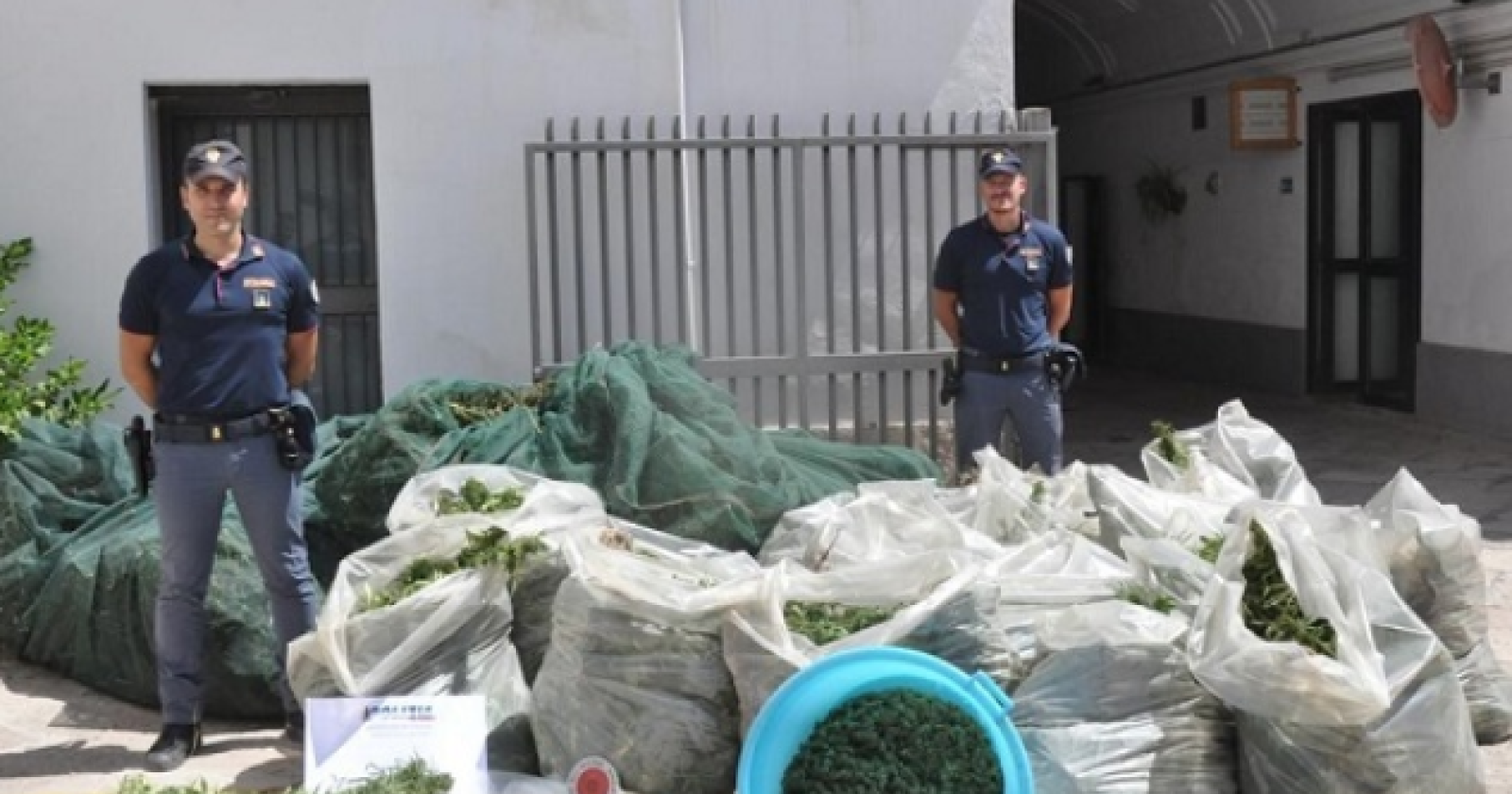 San Severo, 4 arresti per la coltivazione di 7mila piante di marijuana: avrebbero fruttato 600mila euro