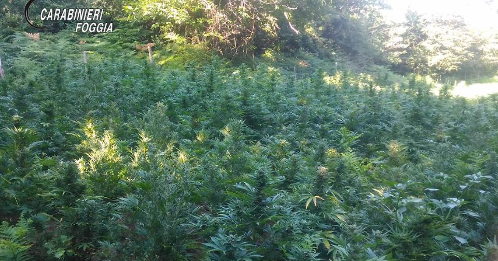 Sul Gargano dalle sconfinate piantagioni di cannabis, i Carabinieri ne scoprono un'altra da mezzo milione di euro