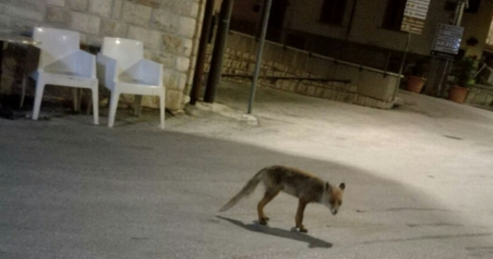 Piccolo Molise dal grande cuore: un intero paese, Miranda, adotta la volpe affamata