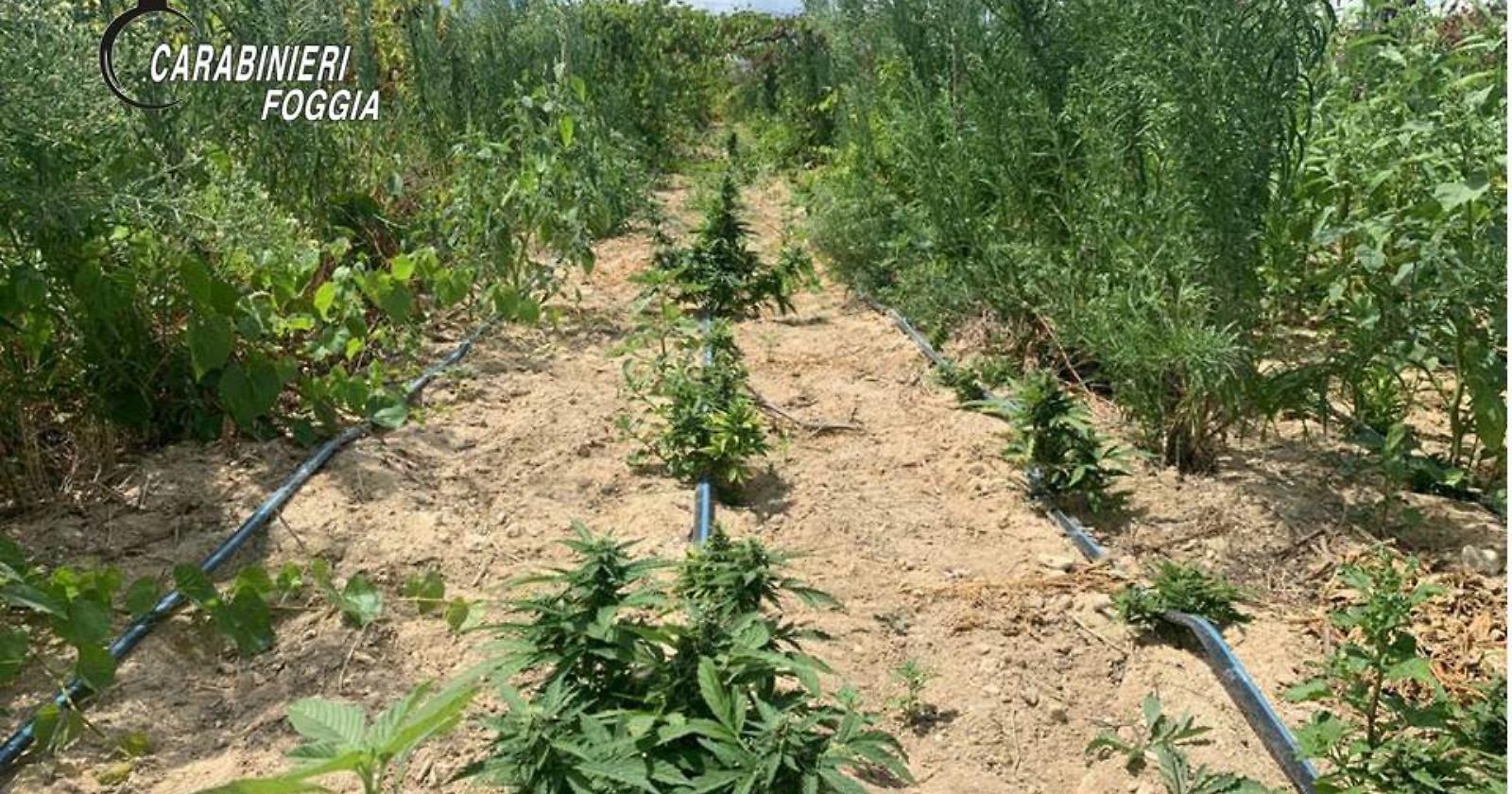 I Carabinieri scoprono una foresta di marijuana nel vigneto "La Fica" di Trinitapoli