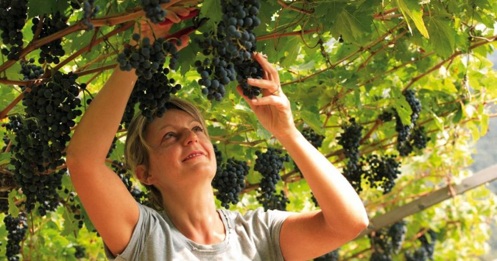 Ottima vendemmia in Puglia ma il Veneto ci batte per quantità