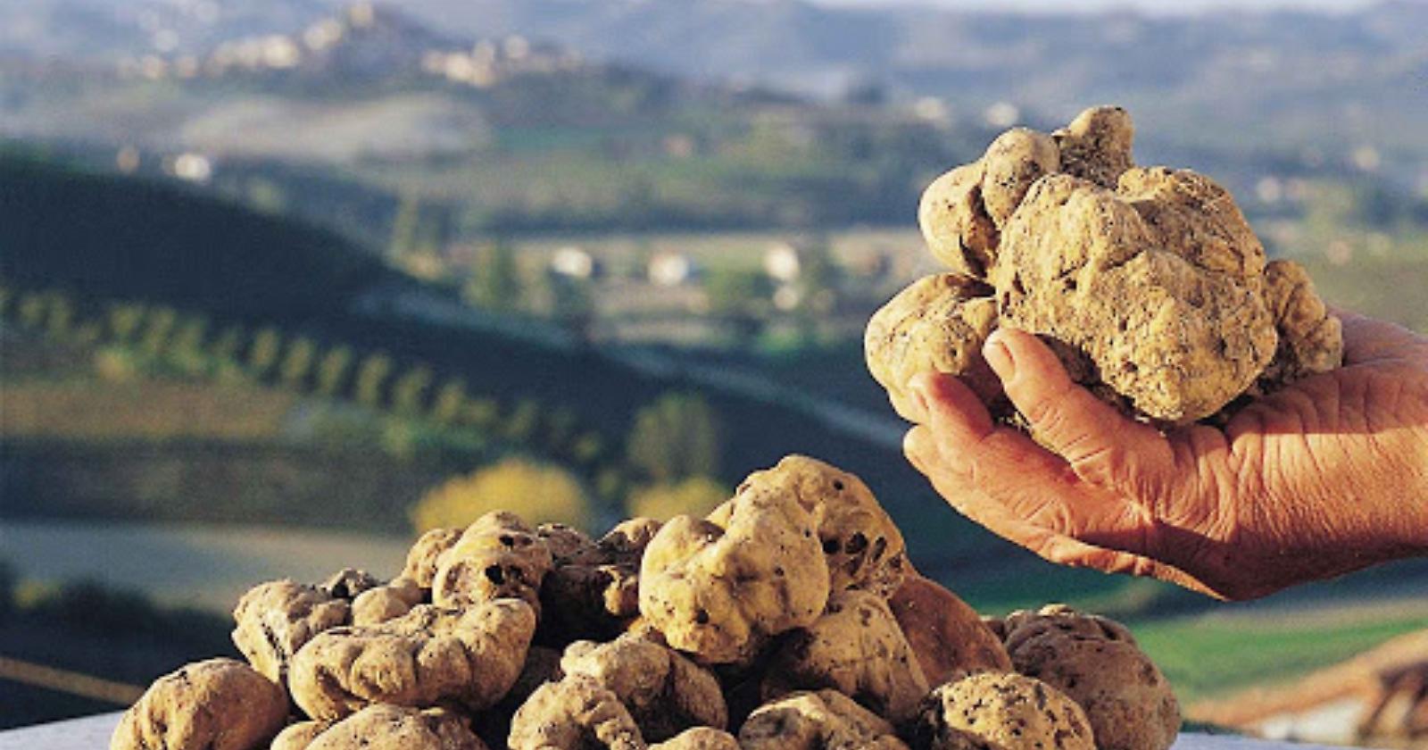Tartufo superstar in Molise per gli "Stati generali" a Campobasso