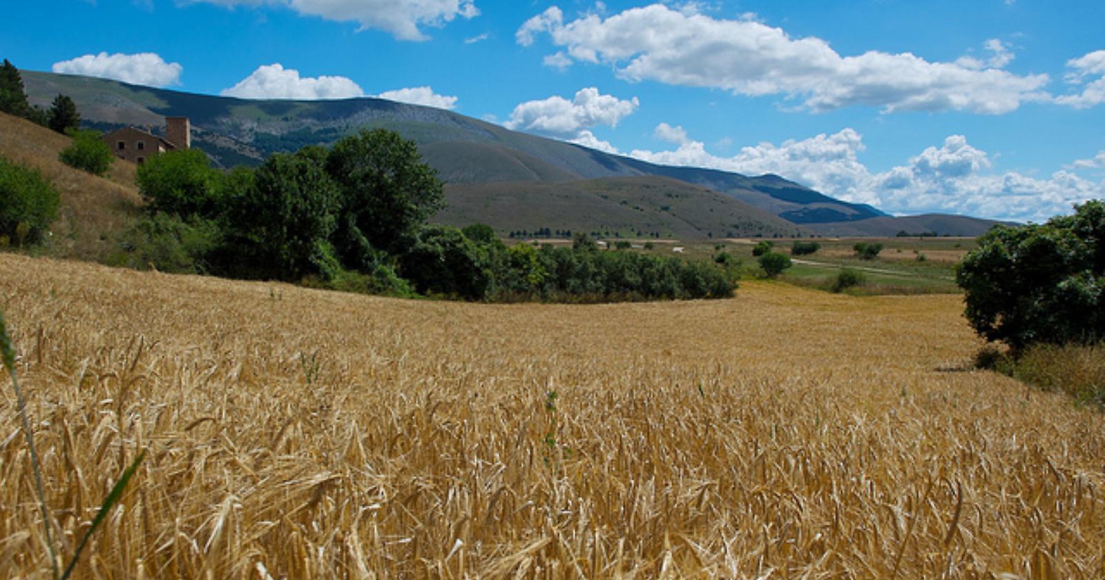 Contro la desertificazione l'Enea sperimenta l'orzo di Foggia
