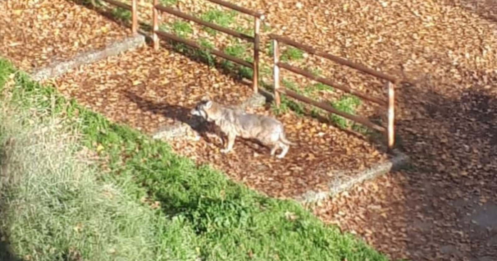 Potenza, Guarente dichiara aperta la caccia al lupo