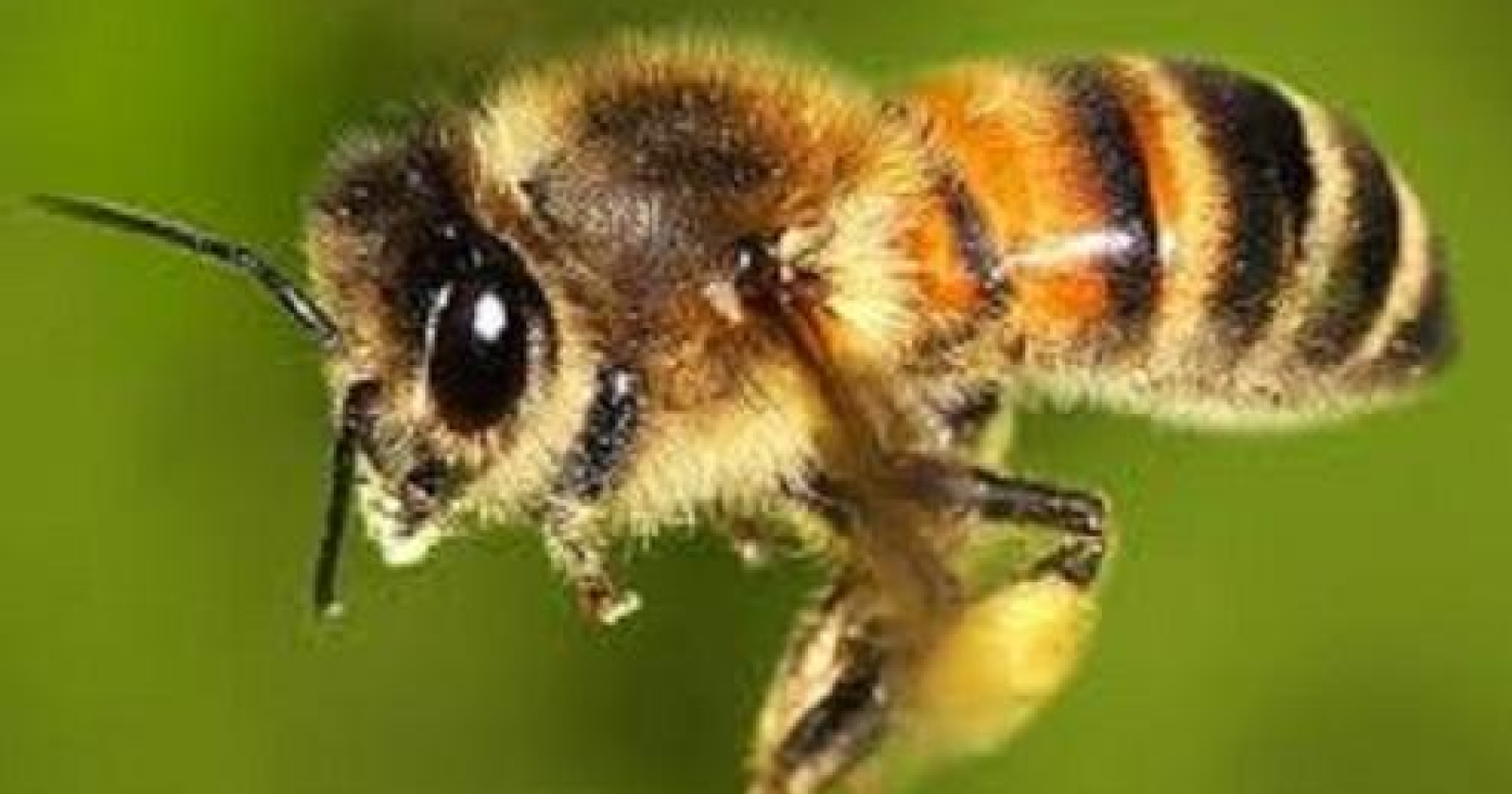 L'uomo che salva le api è lucano. Appello ai politici dall'entomologo di San Severino Valentino Valentini