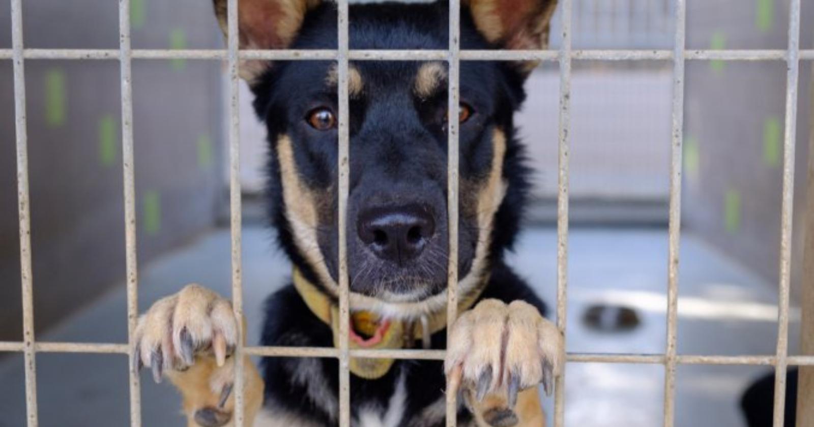 La Puglia ama gli animali: è la seconda regione italiana per cani adottati dai canili