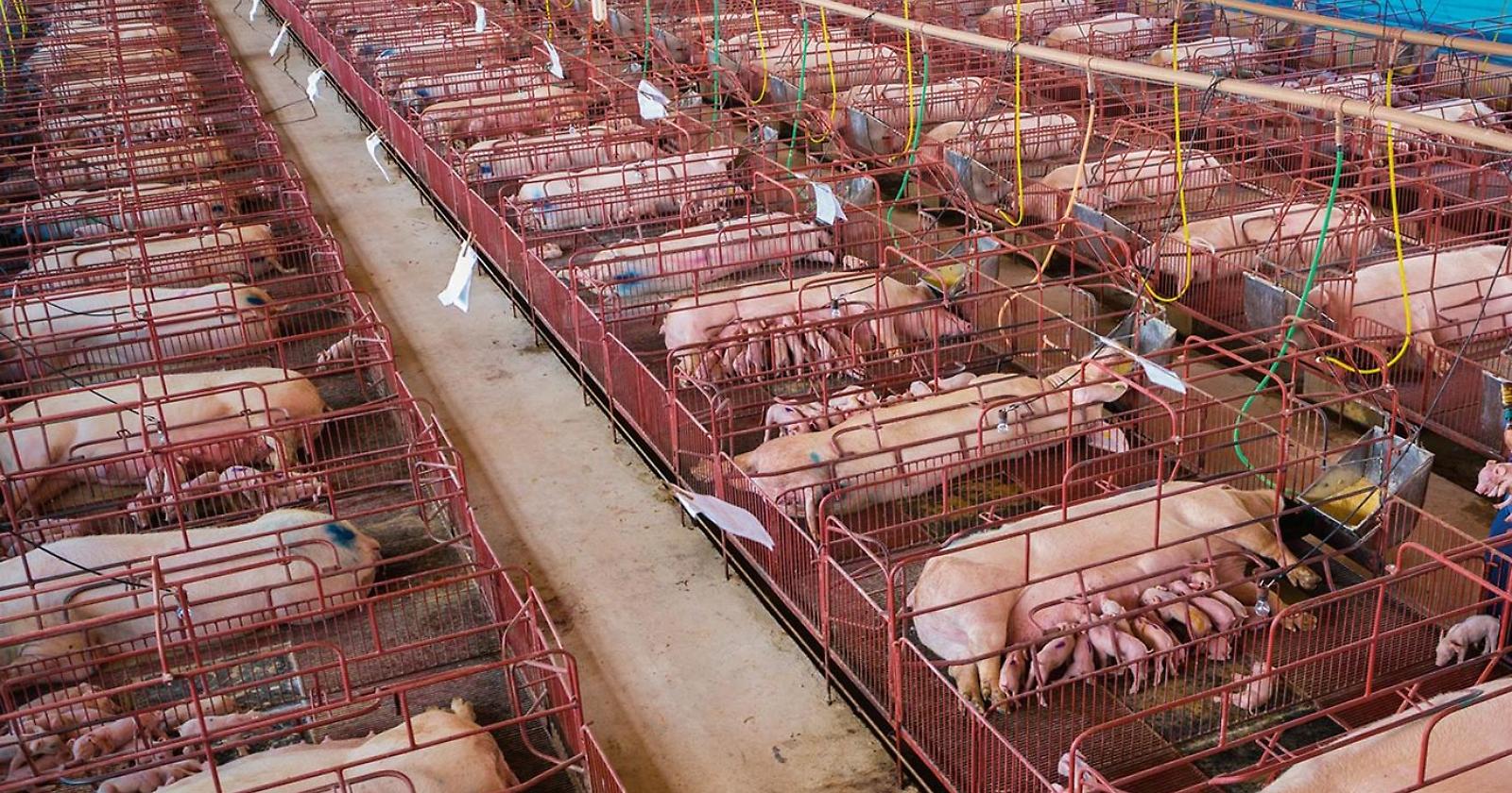 Il Covid, gli animali e il salto dell'incoscienza umana